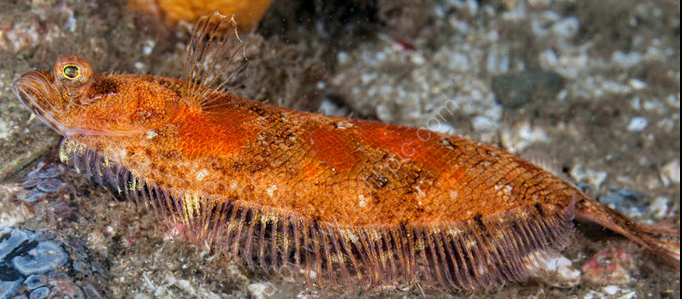 Phrynorhombus norvegicus_08.jpg